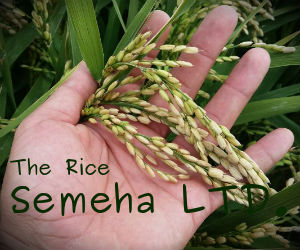 Semeha - производство и продажба на ориз